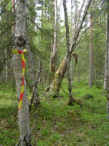 I området finns rikligt med grov död lövved, och den rödlistade lunglaven växer på många av sälgarna.