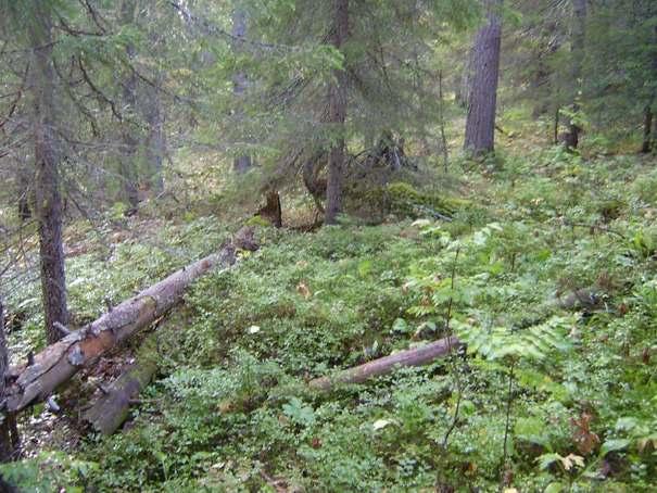 Naturskyddsföreningens bedömning Skogen har tack vare sin stora andel lövträd höga biologiska värden, och måste sparas i sin helhet.