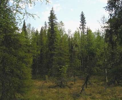 Naturskyddsföreningens bedömning SCA planerar att göra avverkningar inom områden, men lämna vissa delar för att skyddas.