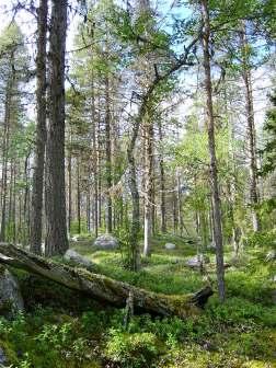 Naturskyddsföreningens bedömning Tallhöjderna i området måste sparas i sin helhet för att säkra kontinuerlig tillgång