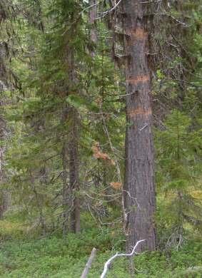 (Foto: Daniel Rutschman) Spår av tretåig hackspett (Foto: Elina Hinkkanen) Totalt gjorde Naturskyddsföreningen 19 fynd