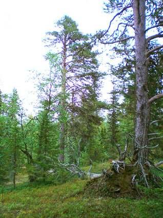 Skogen har gott om riktigt gamla tallar på över 300 år, vissa delar domineras helt av denna generation. Här finns också gott om död ved.