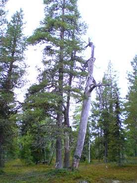 Längs myrkanterna växer många gamla sälgar och björkar.