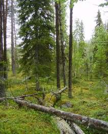 Naturskyddsföreningens bedömning Området har nyckelbiotopskvalité och bör sparas i sin helhet och bindas samman med befintlig