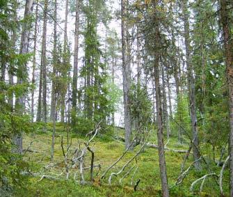 Övriga skogsklädda partier i det omgivande myrlandskapet bör undersökas, sannolikt håller de lika höga naturvärden och bör ingå