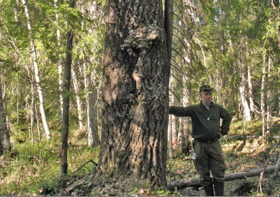 Den allra grövsta växer ensam i ett litet kärr omgiven av björkar och mäter 259cm i omkrets i brösthöjd. Även bland tallarna och björkarna förekommer flera grova exemplar.