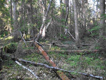 Naturskyddsföreningens bedömning Den 29/8 meddelade SCA att de ämnar fullfölja en anpassad avverkning på stor del av