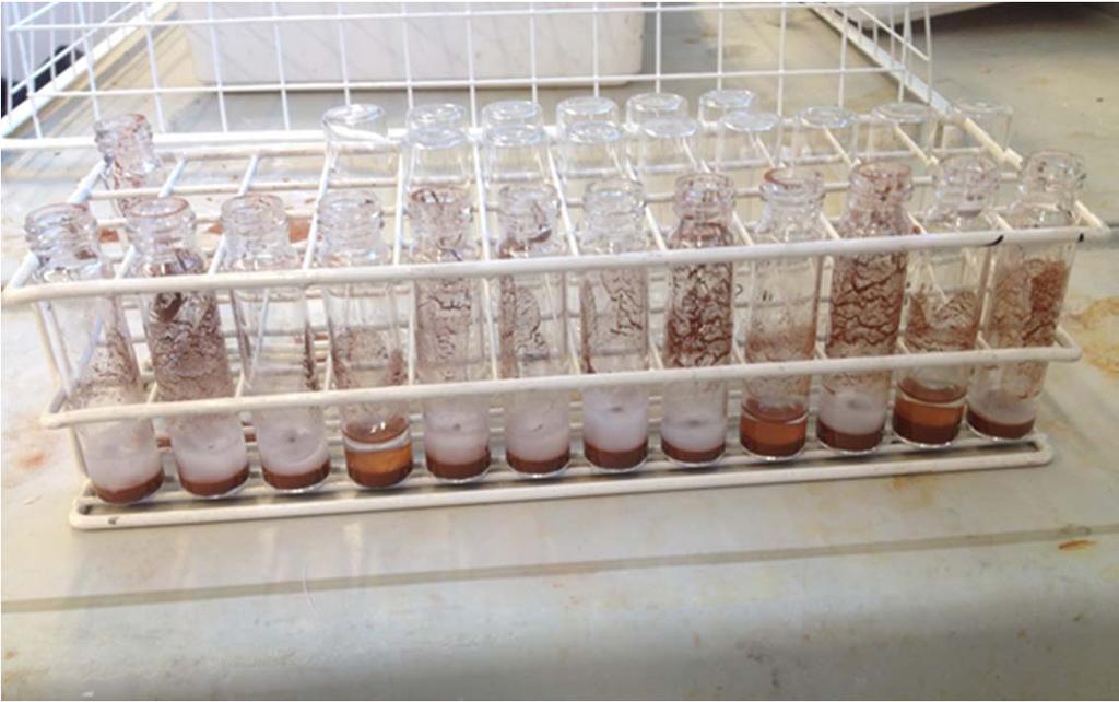 Figur 9. De 12 olika proven från test med T = 85 C och 300 g aska /liter, se figur 7. Rören är placerade i kronologisk ordning för provtagning från vänster till höger.