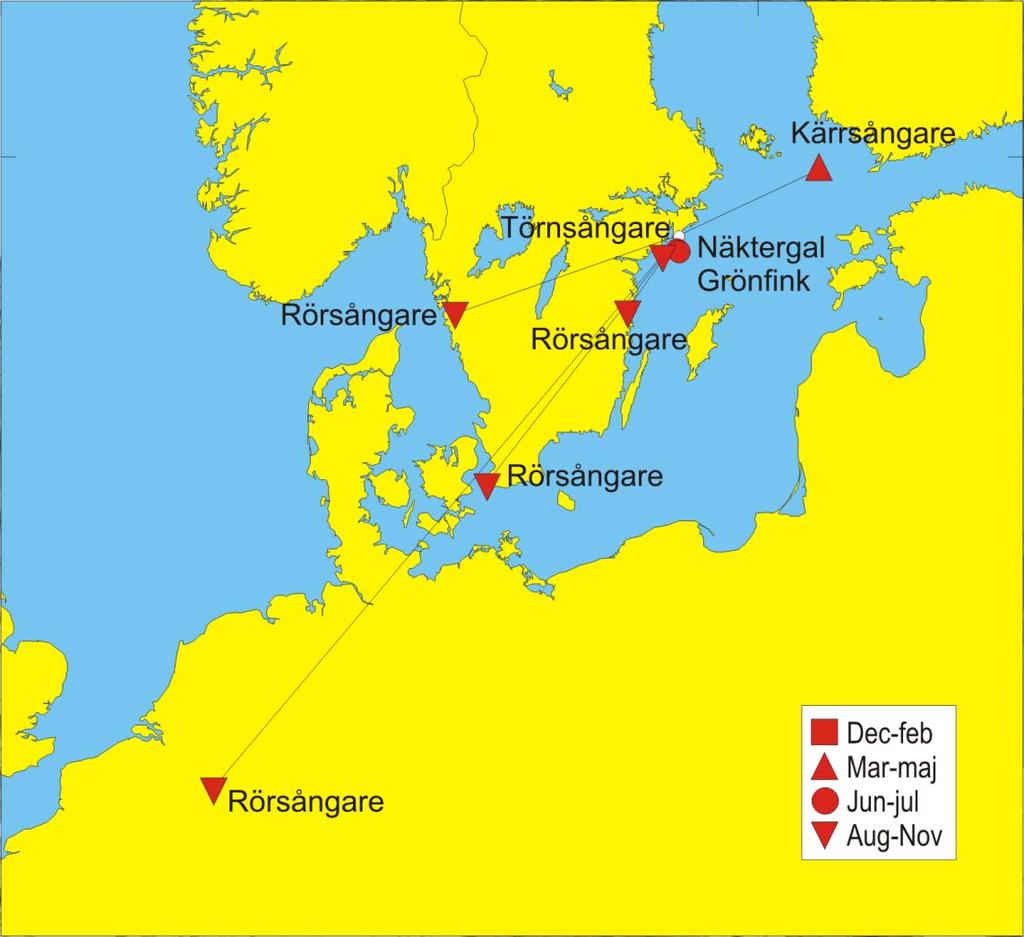 Kontroller I samband med märkningen har totalt nio fåglar märkta på andra platser kontrollerats (se fig 4). Även här är inslaget av rörsångare påtagligt och fyra av kontrollerna gäller denna art.