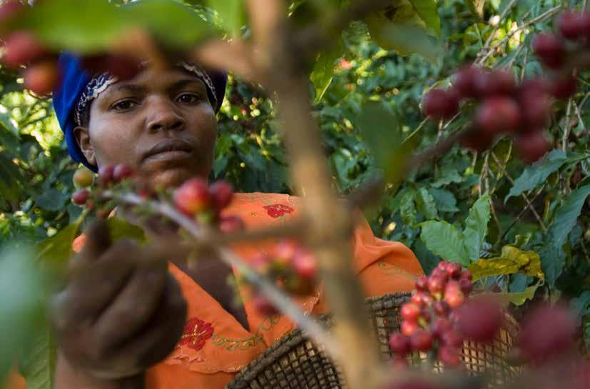 SÅ ODLAR VI FRAMTIDENS KAFFE effekter på levnadsstandard och lokal samhällsutveckling. Den totala budgeten är cirka 1 miljon euro per år, varav vårt bidrag är runt 15 procent.