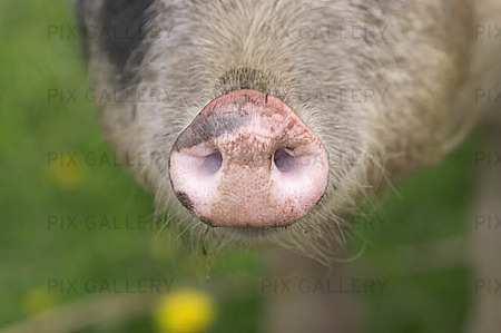 Mindre antibiotikaresistens hos eko-grisar Ekologiska grisar har mindre antibiotikaresistens än konventionella grisar. Det visar en studie på grisar i Sverige, Danmark, Italien och Frankrike.