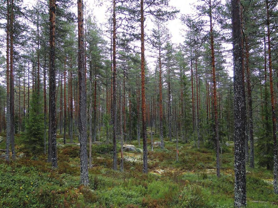 4 Resultat 4.1 Delområde Väster Stor-Faten Projektgruppen har i samråd med referensgruppen bestämt hur demoorådet skall disponeras.
