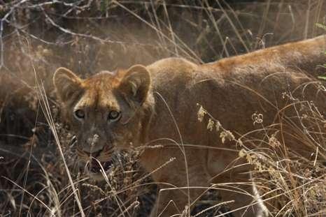 Nedanför fallen sågs minst 30 Rock Pratincoles. Vi fick riktig närkontakt med en lejonhona med två ungar i nationalparken.