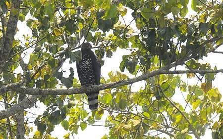 2 och slutligen en i Mabira Forest 18-19.2. 74. Tawny Eagle Aquila rapas En adult i Ishasha sector av QENP 10.2. 75. Steppe Eagle Aquila nipalensis Sedd med tre ex i MF 2.