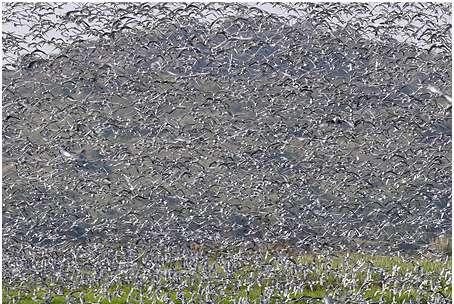 158. Feral Pigeon Columba livia Sedd med enstaka individer vid bebyggelse i större byar/städer med totalt sex obsdagar. Således inte särskilt vanlig. 159.