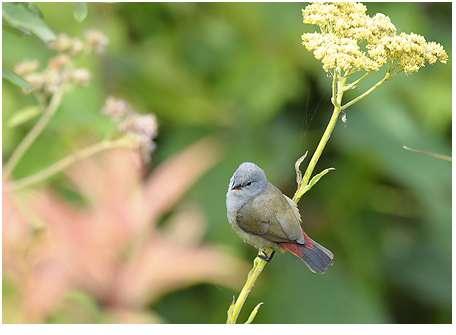 589. Yellow-mantled Widowbird Euplectes macrourus Två i MF 2.2. 590. Southern Red Bishop Euplectes orix En i QENP 8.2. 591.