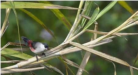 White-breasted Negrofinch Nigrita fusconota Fem obsdagar med totalt 15 individer, i Budongo och Bwindi. 594. Red-frontyed Antpecker Parmoptila woodhousei En hanne i Semliki NP 6.2, två i Bwindi 11.