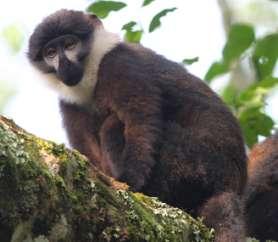 Vervet Monkey Cercopithecus pygerythrus Spridda obsar under sju dagar. L`Hoests Guenon är listad som vulnerable.