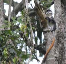 Red-tailed Guenon Cercopithecus (c) ascanius Tämligen allmän i Budongo, Kanyo Pabidi, Semliki, Bwindi och