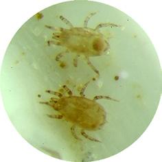 produktion Typhlodromips (= Amblyseius) swirskii i lösvikt 10 000 st