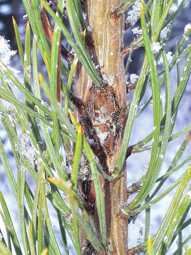 Diplodia en ny svampsjukdom på tall Det mesta tyder på att vi fått in en ny svampsjukdom på tall i Småland. Tydliga tecken Diplodia har observerats på enstaka platser både i Kronoberg och Kalmar län.