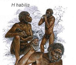 HOMO HABILIS (den händiga