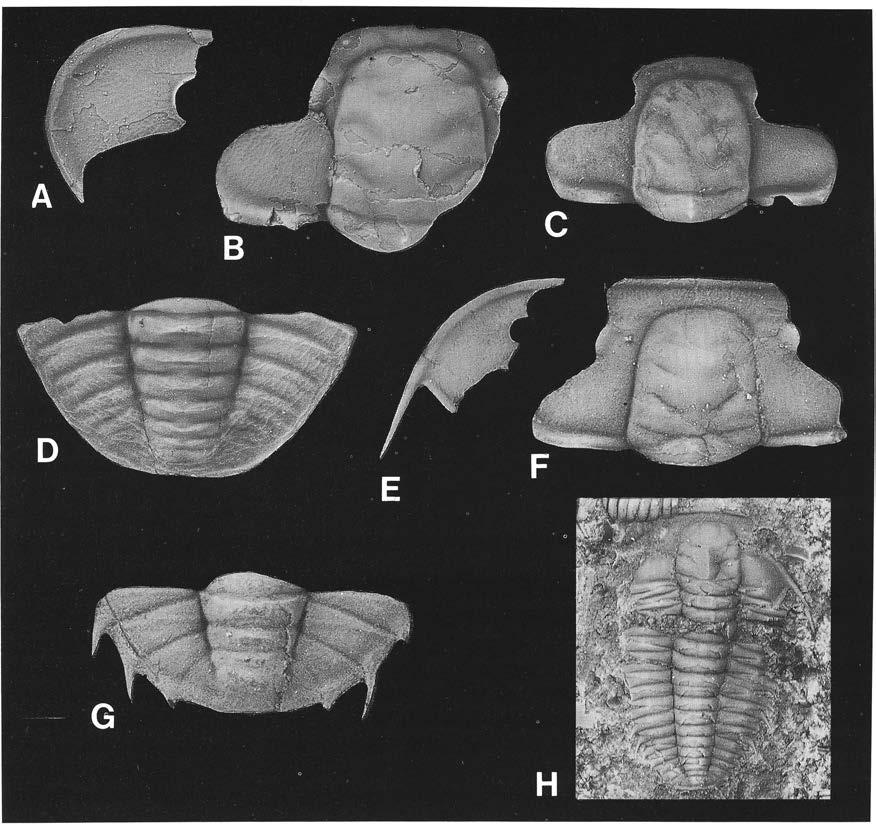 Fig. 8. Trilobiter från överkambrium (subzonen med Acerocare ecorne) vid Södra Sandby (lokal F5). A D. Acerocare ecorne Angelin 1854. A. Lös kind. Original till Moberg & Mäller (1 898, pi. 1 O, fig.