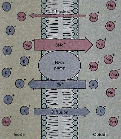 Figur 4 Jonpumpar och diffusion av joner