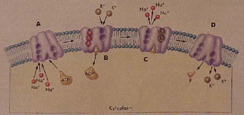 Figur 5 Na+ ock K+ pumparna utgöres av