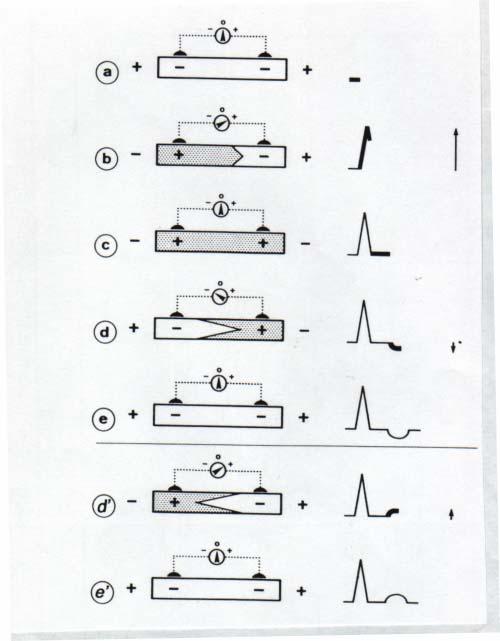 Figur 11 Uppkomst av extracellulära strömmar (jfr EKG). Figur 12 Pacemakerceller med olika rytmicitet.