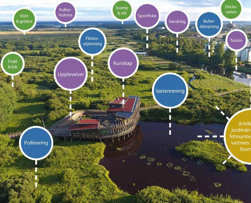 4 BIOSFÄROMRÅDE KRISTIANSTADS VATTENRIKE VERKSAMHETEN 2016 Forskarna delar in ekosystemtjänster i fyra kategorier.