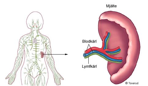 Mjälten