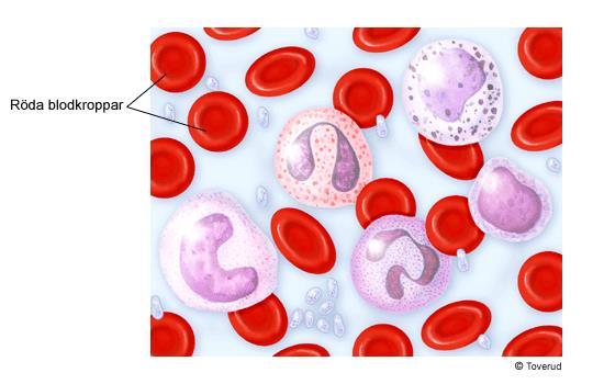 Blod och blodomlopp Blodkropparna Röda blodkroppar