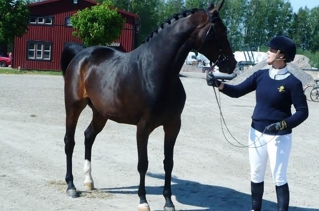 prestation vid hantering. Det styrker i sin tur antagandet att kunniga och erfarna unghästutbildare behövs för att utbilda dagens, mer reaktiva hästar, på ett säkert sätt.