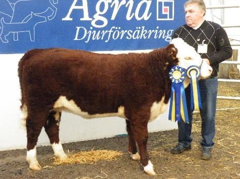 Elmia 2011 1678 Munka Jackie Supreme Champion Hereford och näst bäst köttras hondjur på Elmia! Domare Mariana von Lindburg-Stirum, Finland Klass 1 Kvigor upp till 1år (5st) 1.