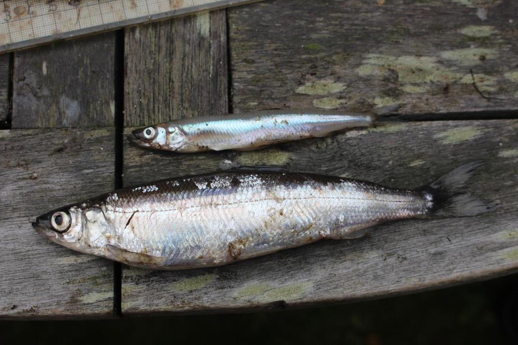 Figur 10. Värdefulla fiskar från Helgasjön, nors överst, siklöja underst. Om du är osäker på om det är nors du fångat så lukta på den, den luktar starkt gurka.