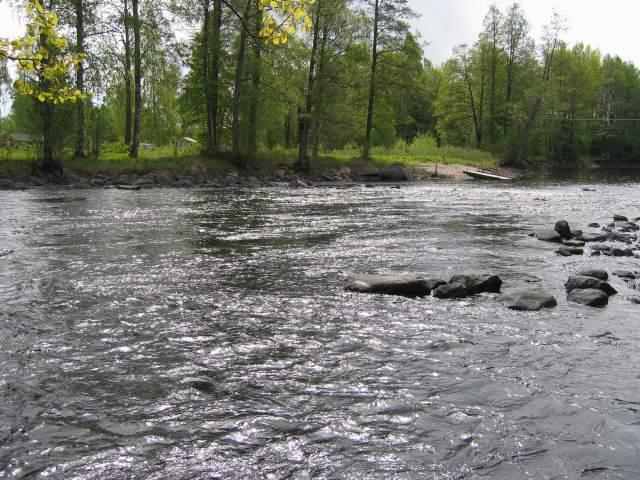 9 Totalt plockades 149 flodpärlmusslor i strömmen 2005 som efter två månader i en sump återutsattes på den nyanlagda tröskeln i Qvarnströmmen.