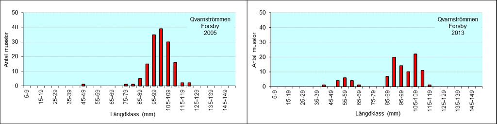 Längdfördelningsdiagram 10 Lokal Qvarnströmmen 2005 Lokal Qvarnströmmen 2013 Den minsta påträffade musslan mätte 41 mm.