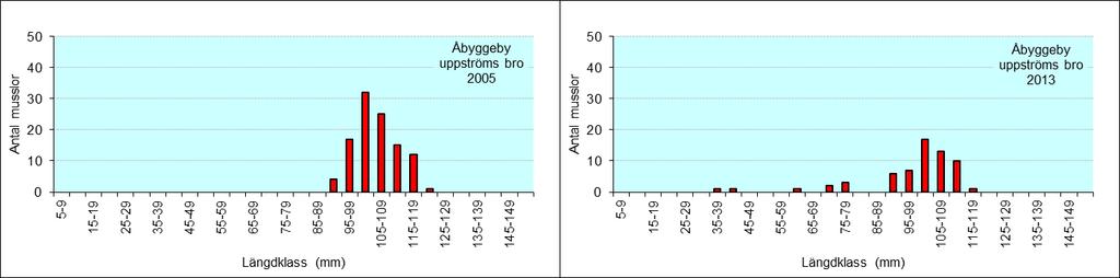 7 Längdfördelningsdiagram Lokal Åbyggeby uppströms bro 1996 Lokal Åbyggeby uppströms bro 2005 Lokal Åbyggeby uppströms bro 2013 Musslorna för längdmätningen plockades denna gång på en yta på ca 5