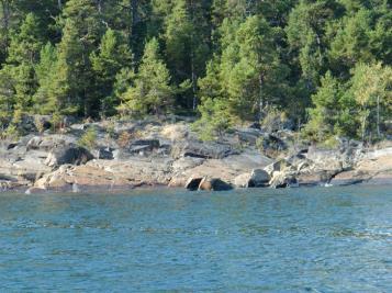 1 35 5 41 5 95 1.0 0 Gästriklands Vattenvårdsförening Årsrapport 2016 I den omedelbara strandzonen dominerade grönalgerna grönslick och tarmalg, även om täckningsgraden var måttliga 35%.