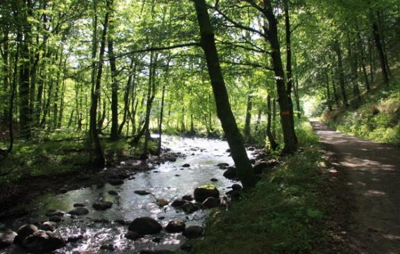 Dag 7 - Brösarp Alunbruket Den sista dagen tar leden dig över Brösarps norra backar och in i den Skånska bokskogen.