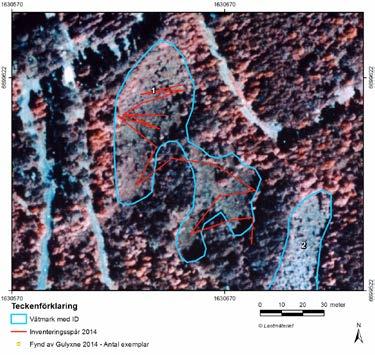 Detaljkartor gulyxneinventering Bilaga 1 Kartorna redovisar via röda linjer hur inventeraren har sökt igenom terrängen under gulyxneinventeringen 2014.