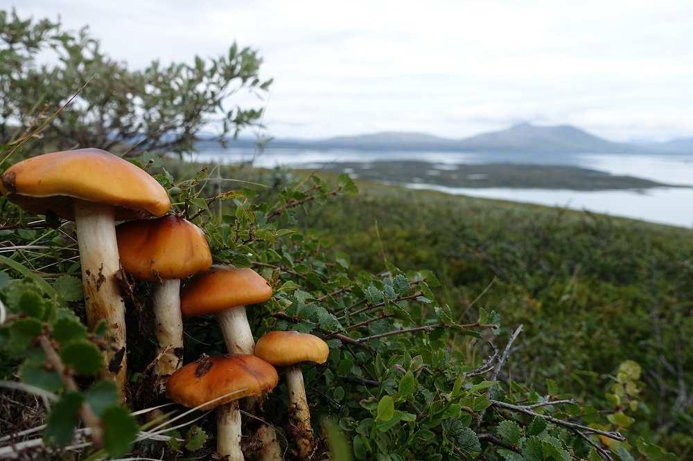 Inventering av svampar i Padjelanta nationalpark 2016 rapport Fjällhedsspindling (Cortinarius