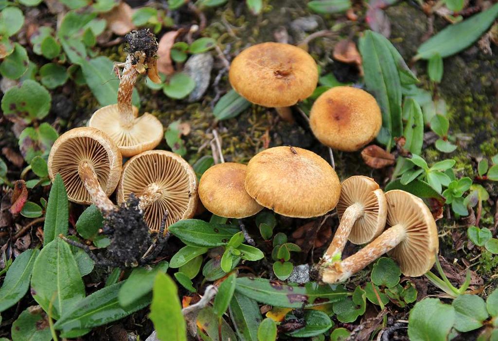 Inocybe leucoloma vid Arralåbddå.