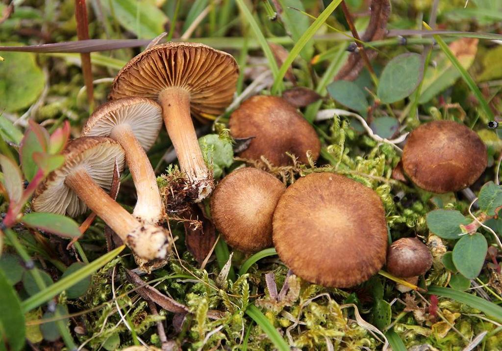 Inocybe leiocephala. Arranoajvve.