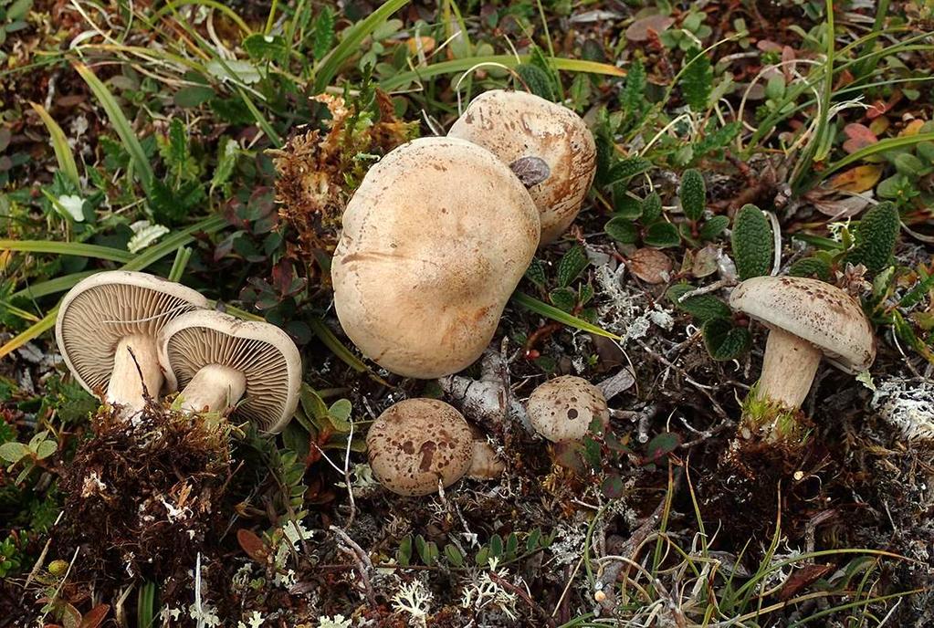 Atractosporocybe polaris på