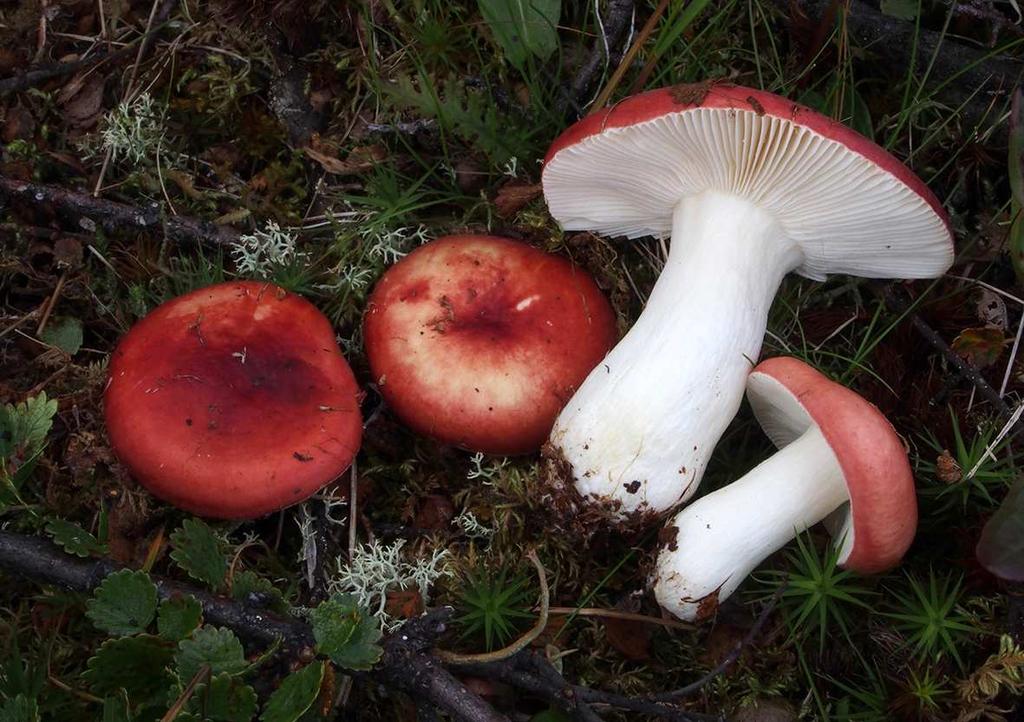 Russula suecica vid Svartinjunjes.