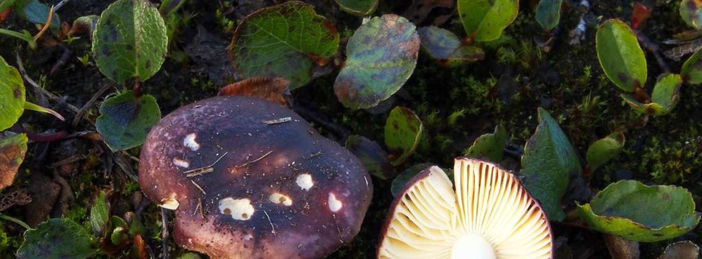 Russula purpureofusca vid