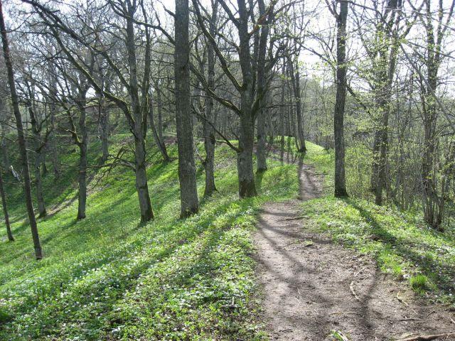 Dansförening