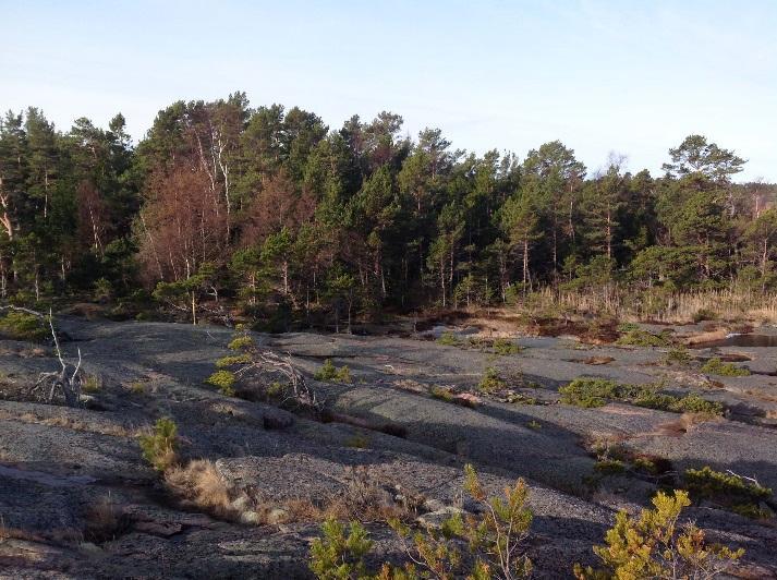 UPPDRAGSNAMN Havsvidden FÖRFATTARE Ezequiel Pinto-Guillaume UPPDRAGSNUMMER DATUM 10236329 2017-04-11 Figur 10 Branta klippor i den östra delen mot norr Figur 11 Platta klippor mot havet i områdets